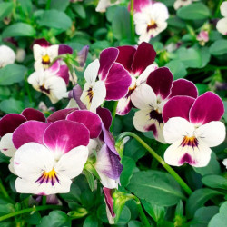 Лаєта Пьорпл насіння віоли (Floragran)