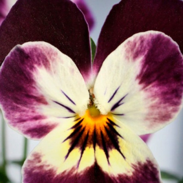 Лаєта Пьорпл насіння віоли (Floragran)