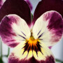 Лаєта Пьорпл насіння віоли (Floragran)