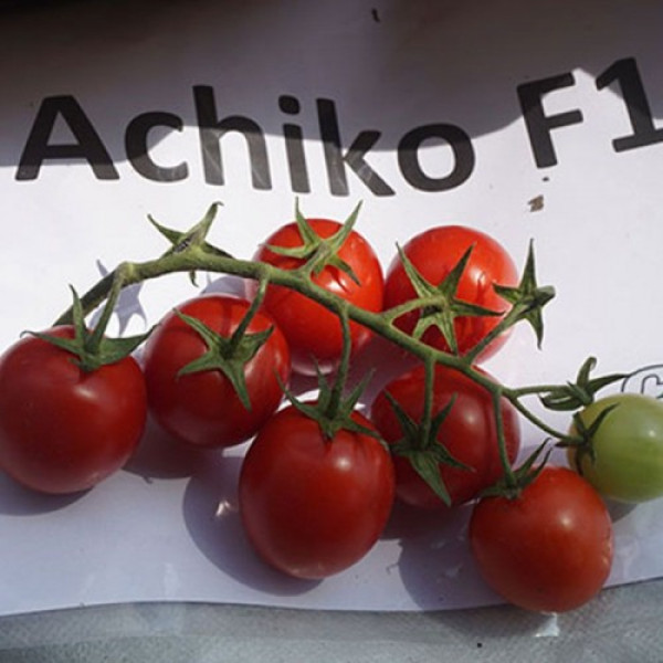 Ачіко F1 насіння помідора черрі детермінантного (Cora Seeds)