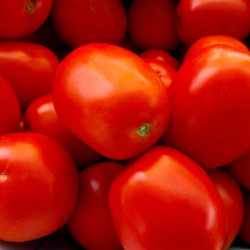 Албароссо F1 насіння помідора детермінантного (Cora Seeds)