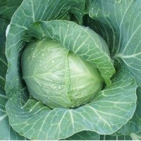 Алтос F1 семена капусты белокочанной (Joeun Seeds)