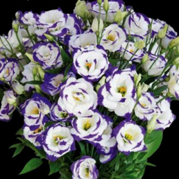 Арена F1 блу пікоті насіння еустоми на зріз махр. 70-90см (Takii Seeds)