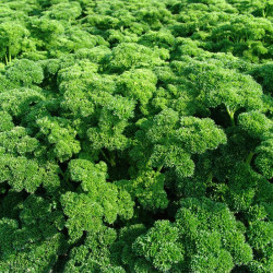 Астра насіння петрушки кучерявої (Moravoseed)