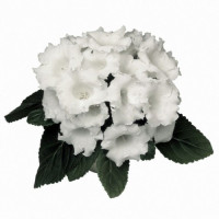 Аванти F1 белая (white) семена глоксинии (Sakata)
