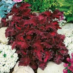 Чорний дракон насіння колеуса (GL Seeds)