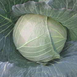 CRX 16102 F1 (1,8-2,0) насіння капусти білоголової (Cora Seeds)