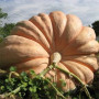 Атлантический гигант семян тыквы (Hortus)