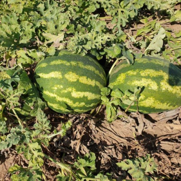 Дата F1 семян арбуза (Lark Seeds)