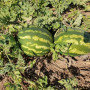Дата F1 семян арбуза (Lark Seeds)