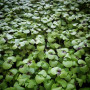 До курки (6 врожаїв) набір насіння мікрозелені (Agrocity)