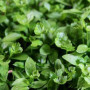 До курки (6 врожаїв) набір насіння мікрозелені (Agrocity)
