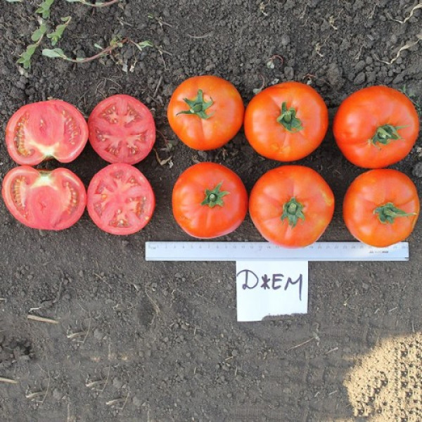 Джем F1 насіння помідора детермінантного (Ergon seeds)