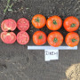 Джем F1 насіння помідора детермінантного (Ergon seeds)