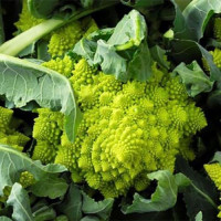 Романеско ерлі насіння капусти цвітної (Hortus)