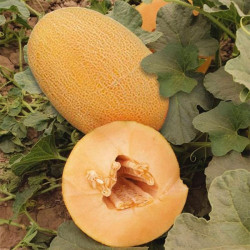 ЕС 25157 F1 (ES 25157 F1) насіння дині (Ergon seeds)
