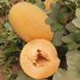 ЕС 25157 F1 (ES 25157 F1) насіння дині (Ergon seeds)