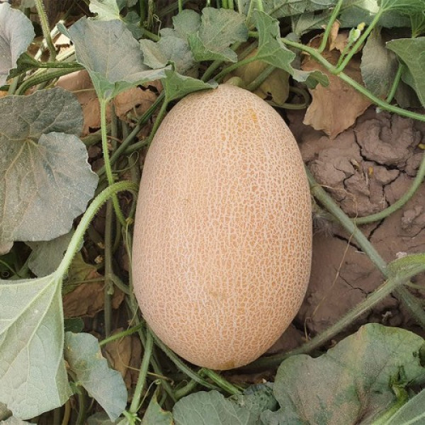 ЕС 25157 F1 (ES 25157 F1) насіння дині (Ergon seeds)