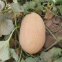 ЕС 25157 F1 (ES 25157 F1) насіння дині (Ergon seeds)