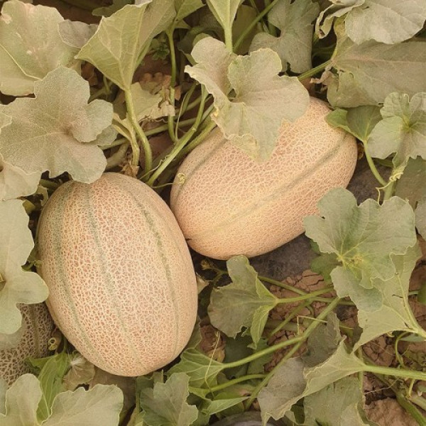 ЕС 25157 F1 (ES 25157 F1) насіння дині (Ergon seeds)