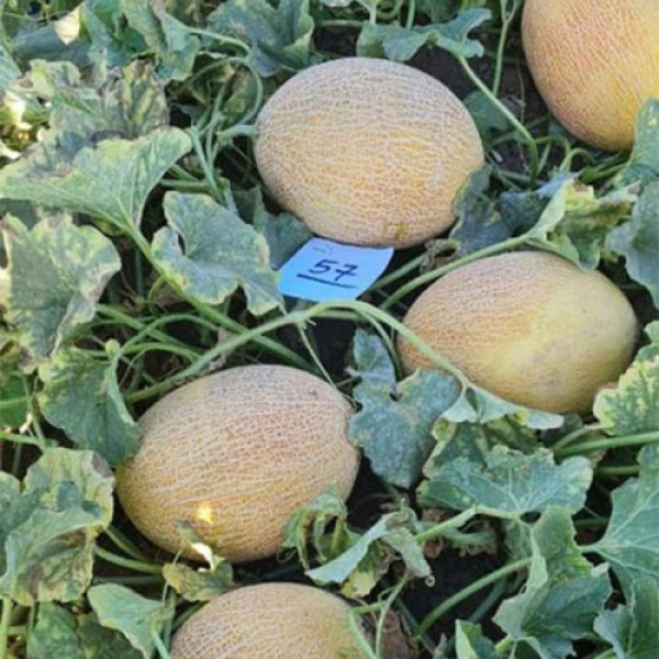 ЕС 25157 F1 (ES 25157 F1) насіння дині (Ergon seeds)