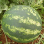 ES 75077 F1 семена арбуза среднего (Ergon seeds)
