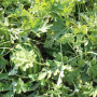 ES 75077 F1 семена арбуза среднего (Ergon seeds)
