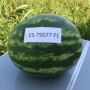 ES 75077 F1 семена арбуза среднего (Ergon seeds)