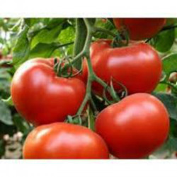 Фермерський насіння томата напівдетермінантного (GL Seeds)