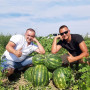 Фонтан F1 семян арбуза (LibraSeeds)