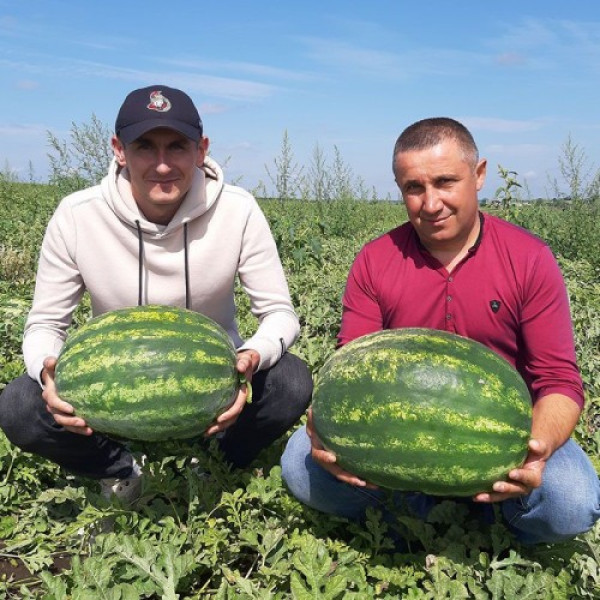 Фонтан F1 семян арбуза (LibraSeeds)
