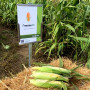 Гласиал F1 семян кукурузы суперсладкой Sh2 средней 76-77 дн. бел.(Syngenta)