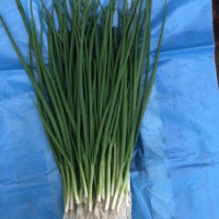 Гринпик F1 семена лука на перо (Lark Seeds)