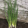 Грінпік F1 насіння цибулі на перо (Lark Seeds)