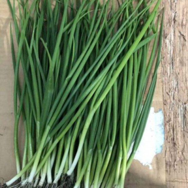 Грінпік F1 насіння цибулі на перо (Lark Seeds)