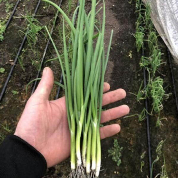 Грінпік F1 насіння цибулі на перо (Lark Seeds)