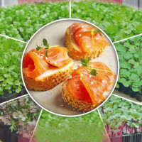 Горчица семена микрозеленые (Seedera)
