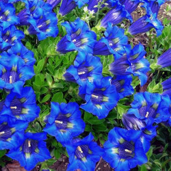 Горечавка (Генциана) синя (blue) насіння (Moravoseed)