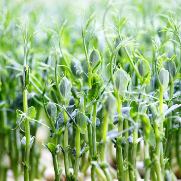 Імуно (5 врожаїв) набір насіння мікрозелені (Agrocity)