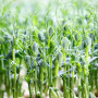 Імуно (5 врожаїв) набір насіння мікрозелені (Agrocity)