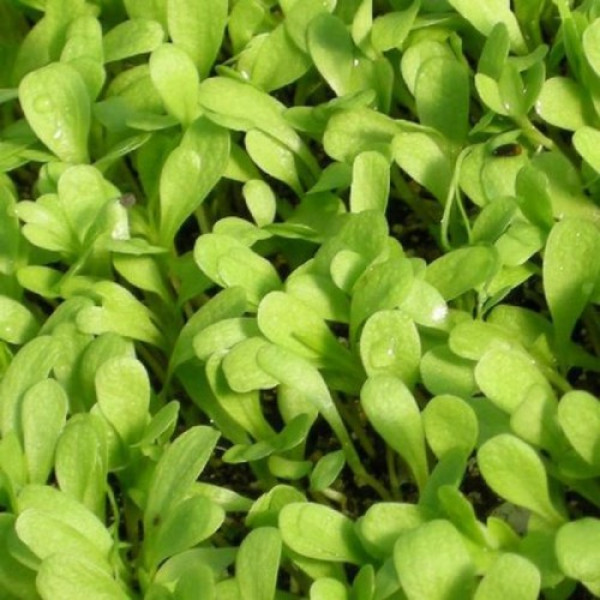 Імуно (5 врожаїв) набір насіння мікрозелені (Agrocity)