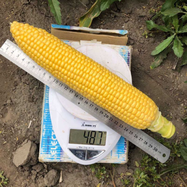 Добрыня F1 семена кукурузы суперсладкой Sh2 (Lark Seeds)