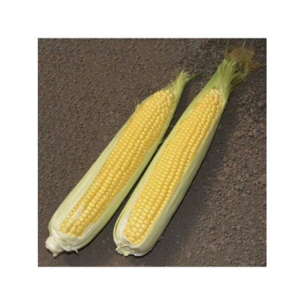 Добрыня F1 семена кукурузы суперсладкой Sh2 (Lark Seeds)