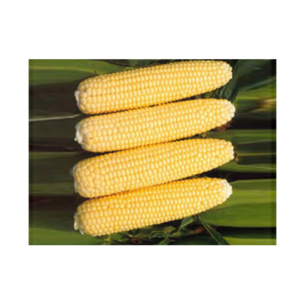 Добрыня F1 семена кукурузы суперсладкой Sh2 (Lark Seeds)