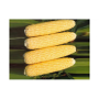 Добрыня F1 семена кукурузы суперсладкой Sh2 (Lark Seeds)