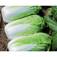 Ендуро F1 (Паркін F1) насіння капусти пекінської (Takii Seeds)