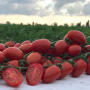 Френзи F1 семена помидора черри детерминантного (Lark Seeds)