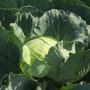 Кататор F1 семян капусты б/н средней 80-85 дн. 2-3 кг окр. (Syngenta)