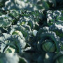 Кататор F1 семян капусты б/н средней 80-85 дн. 2-3 кг окр. (Syngenta)