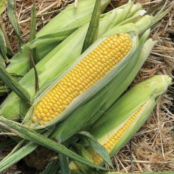 Хайглоу F1 семена кукурузы суперсладкой Sh2 (Syngenta)